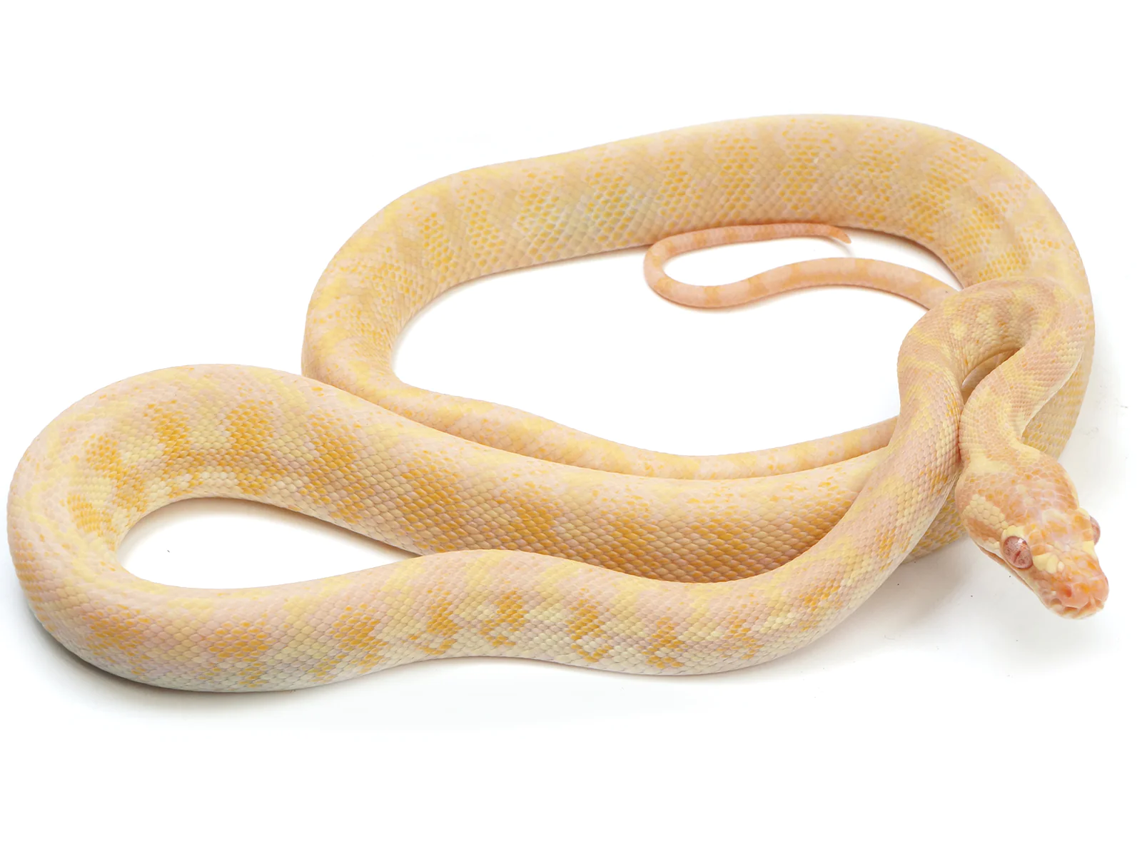 2021FemalePureAlbinoDarwinCarpetPython