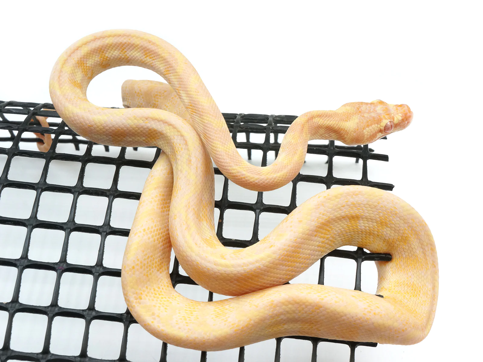 2021FemalePureAlbinoDarwinCarpetPython_2