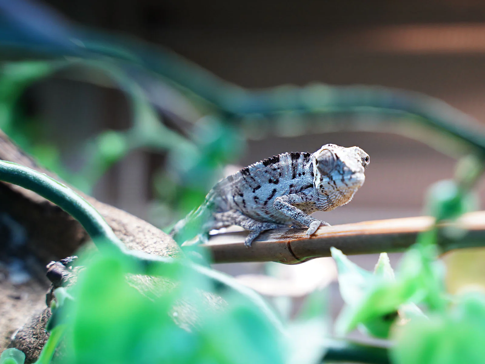 BabyAmbilobePantherChameleons