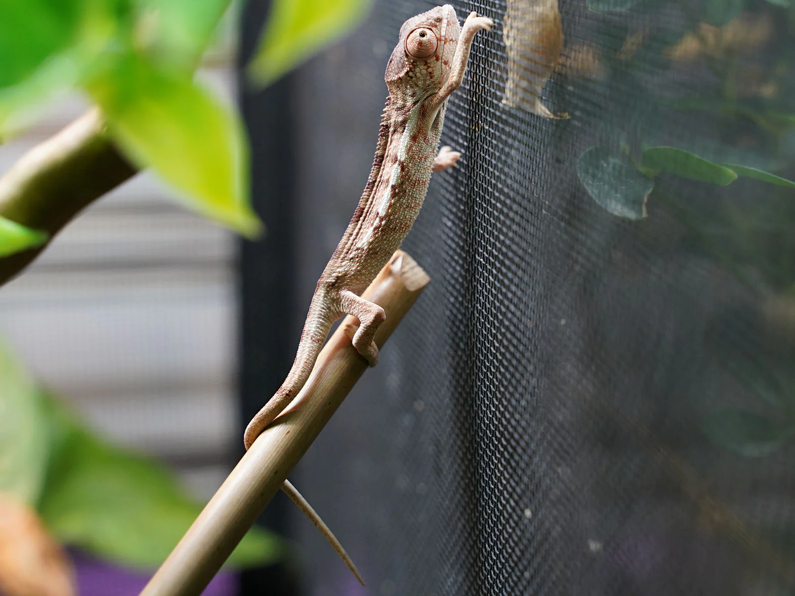 BabyAmbilobePantherChameleons_2