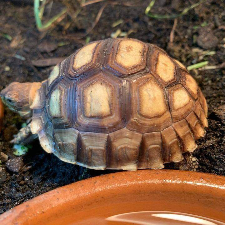 baby african spurred tortoise for sale baby african spurred tortoise for sale