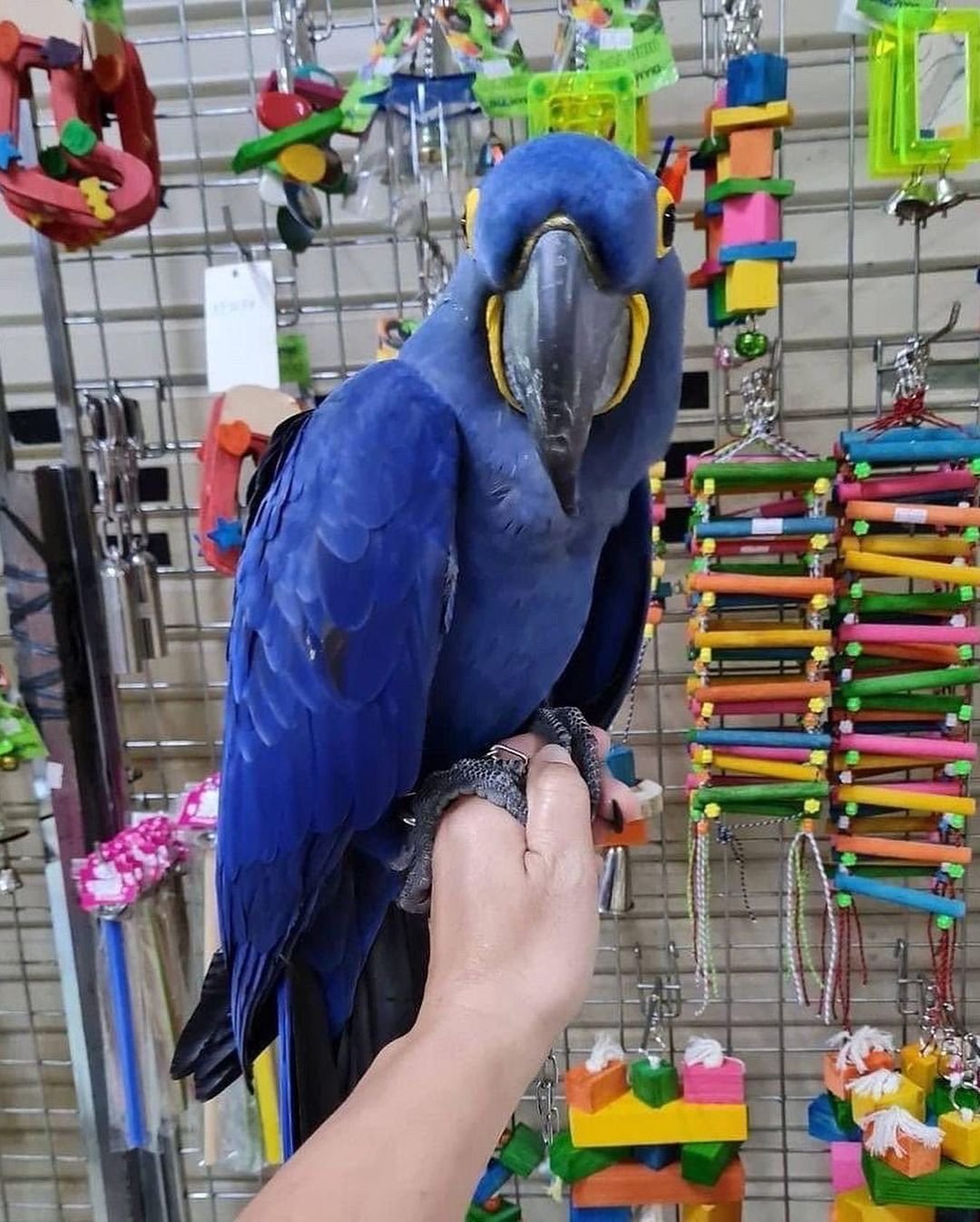 petbirdsdreamsaviary_2937693201168434508_55533305384_0_1080x1347
