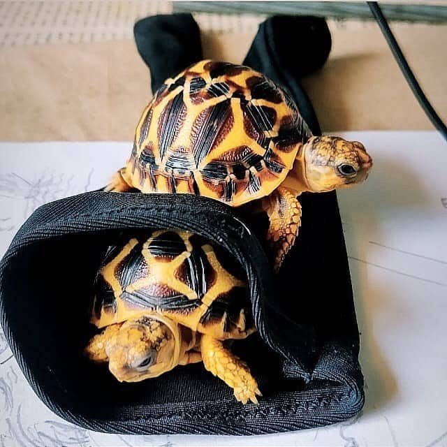 indian star tortoise for sale near me indian star tortoise for sale near me