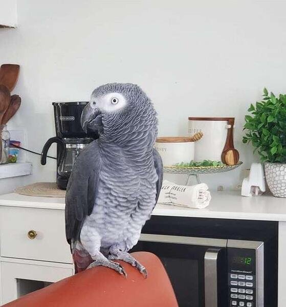 Male-African-Grey