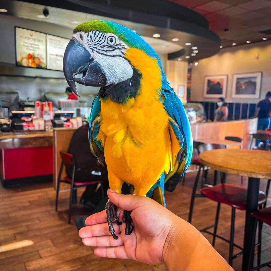 baby_themacaw_242864010_919792135605982_2902950888674638032_n