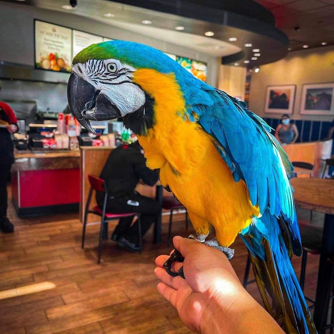 baby_themacaw_243053861_1603357373329208_8863497763817546747_n