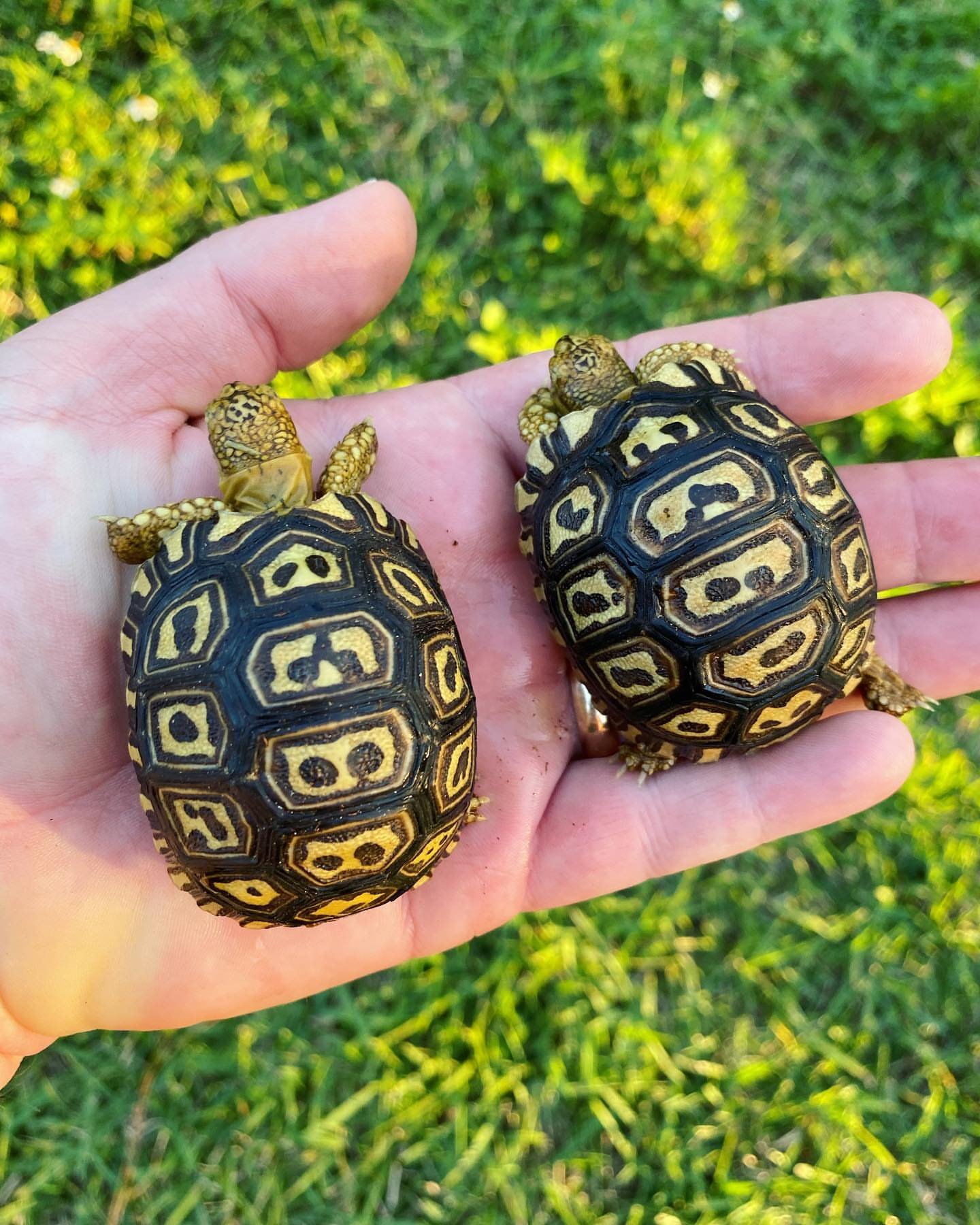 thesouthernreptiles-04072023-0001