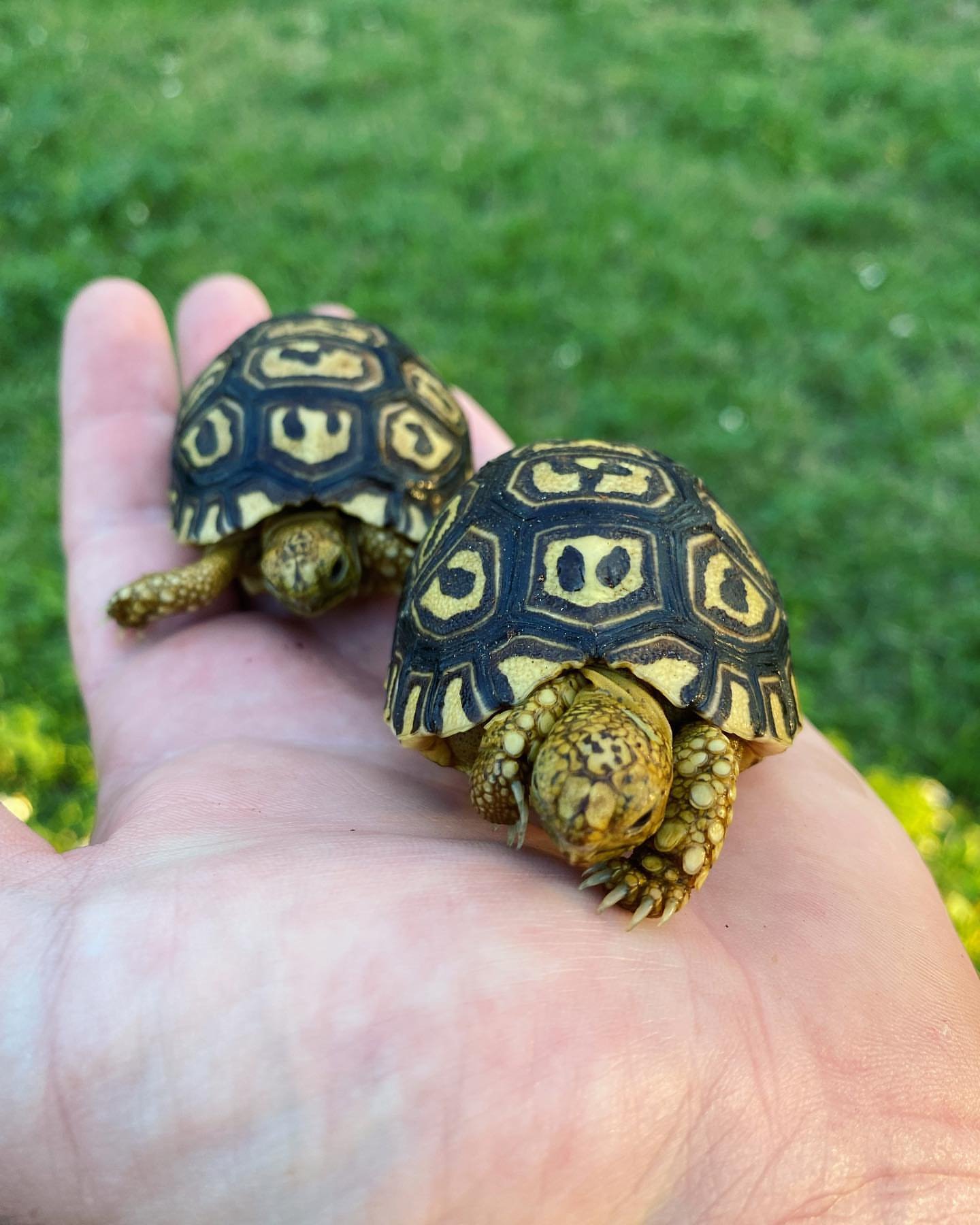 thesouthernreptiles-04072023-0002
