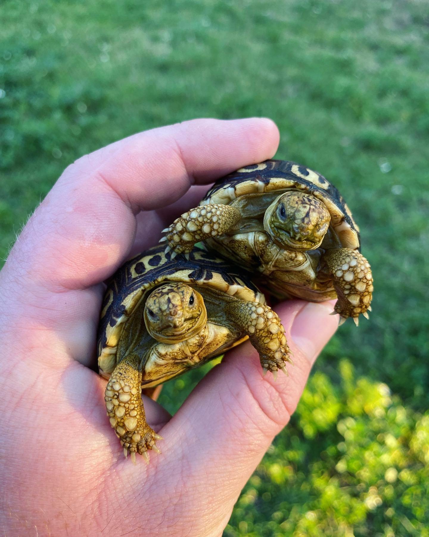 thesouthernreptiles-04072023-0003