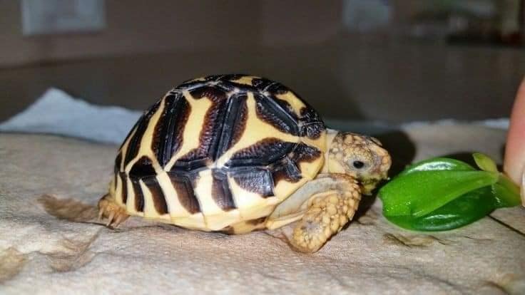 Baby Indian Star Tortoise - Image 2