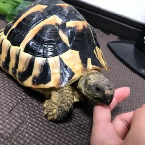 Female Hermann tortoise
