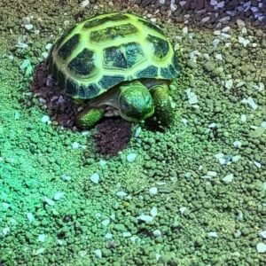 Baby Hermann tortoise