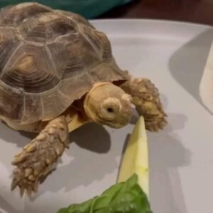 Male Sulcata Tortoise
