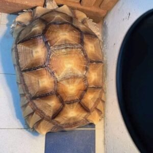 Female Sulcata tortoise