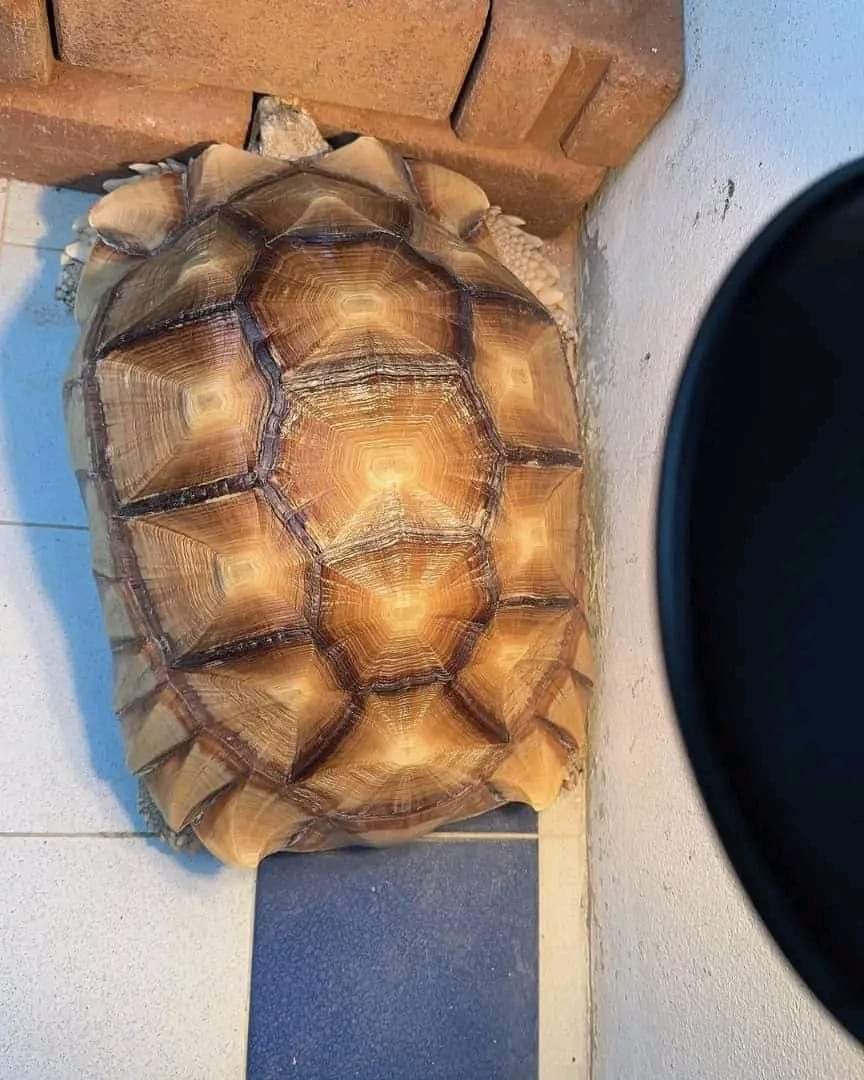 Female Sulcata Tortoise For Sale