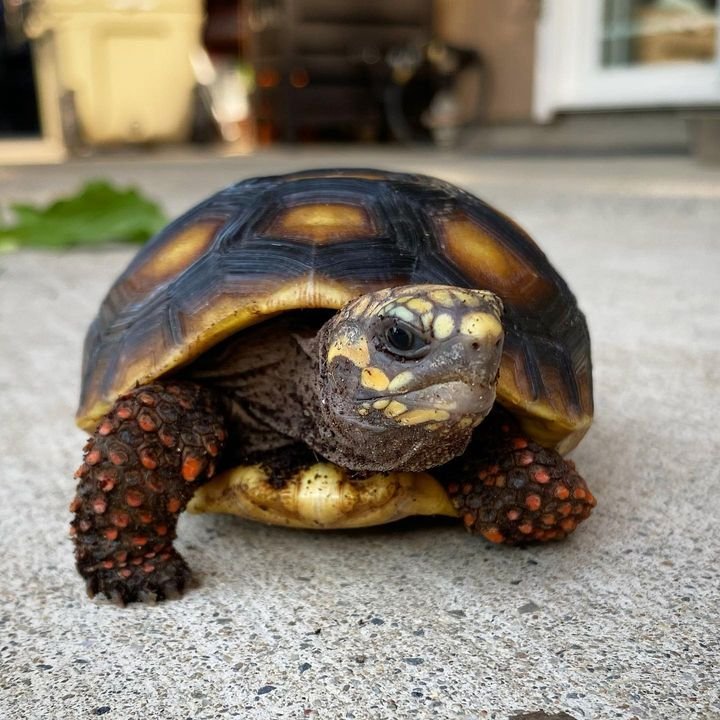 Red Footed Tortoise For Sale