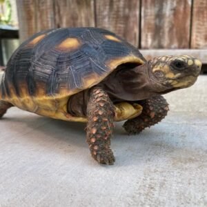 Redfoot tortoise