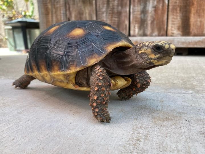 Red Footed Tortoise For Sale
