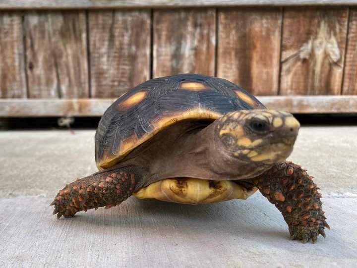 Red Footed Tortoise For Sale