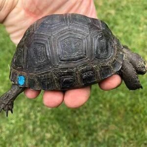 Aldabra tortoise