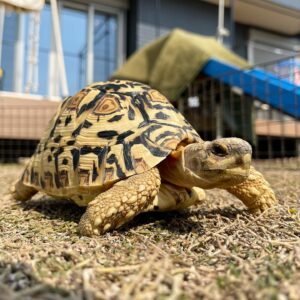 Male Leopard tortoise