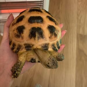 Female Russian tortoise