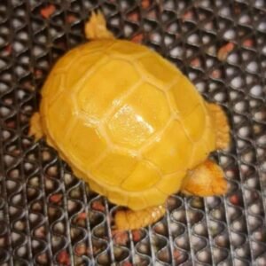 Albino Sulcata Tortoise