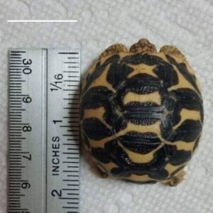 Baby Indian Star Tortoise