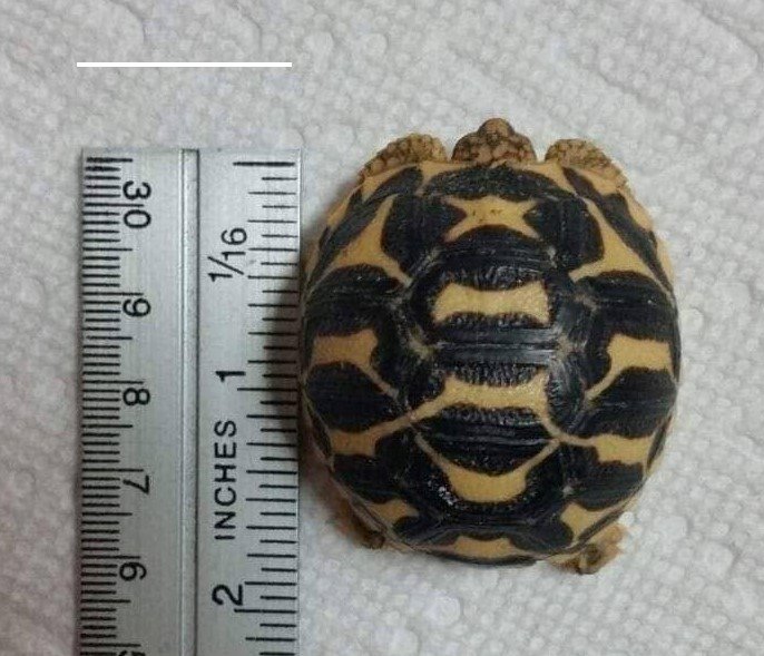 Baby Indian Star Tortoise