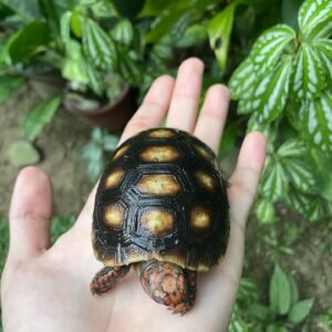 Red foot tortoise