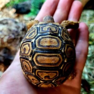 Baby Leopard Tortoise