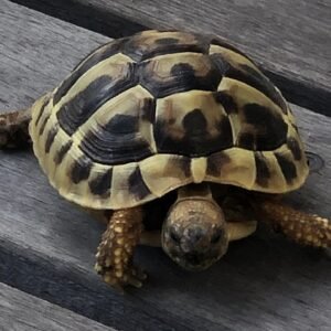 Baby Hermanns tortoise
