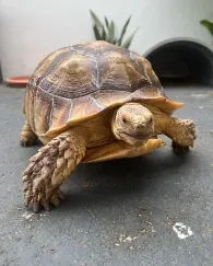 Adult sulcata tortoise - Image 3