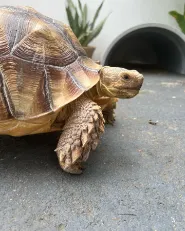 Adult sulcata tortoise - Image 4