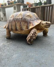 Adult sulcata tortoise