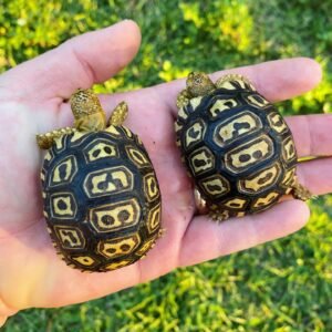Baby Leopard tortoises