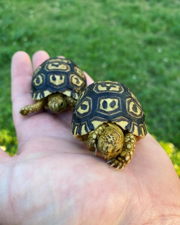 Baby Leopard tortoises - Image 2