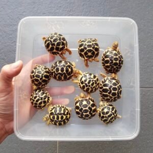 Indian star tortoisse hatchlings for sale