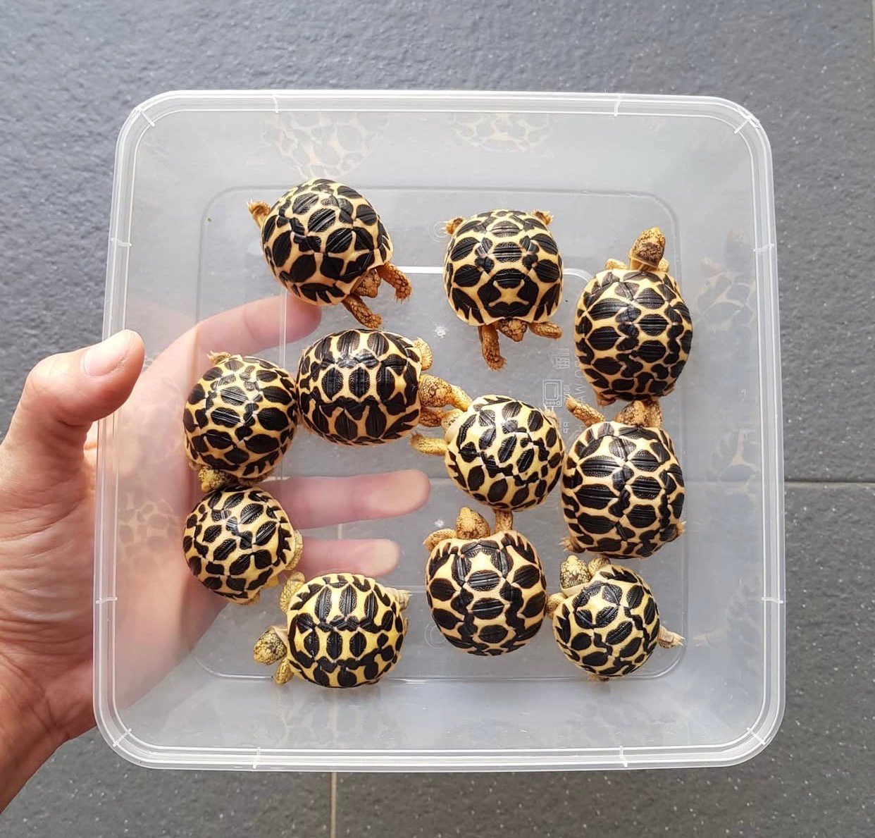 Indian star tortoisse hatchlings for sale