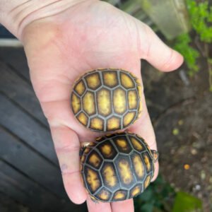 Cherry Head Red-footed Tortoise Hatchlings