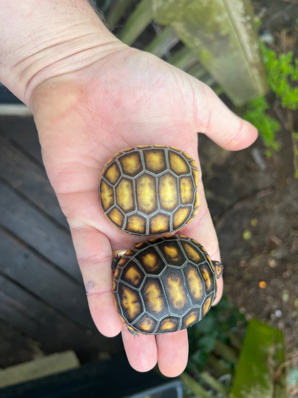 Cherry Head Red-footed Tortoise Hatchlings