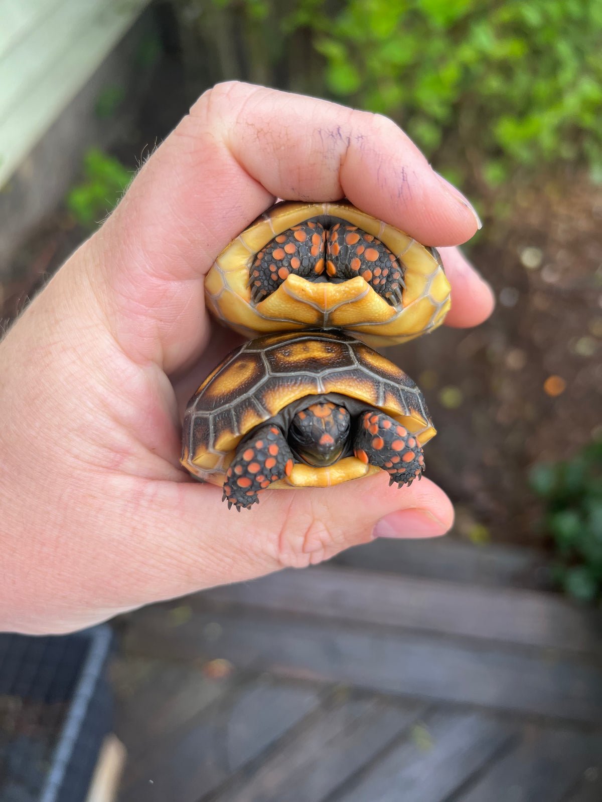 Cherry Head Red-footed Tortoise Hatchlings - Image 2