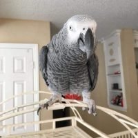 Parrots
