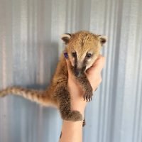 coatimundi