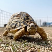 Tortoises
