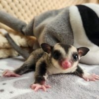 Sugar gliders