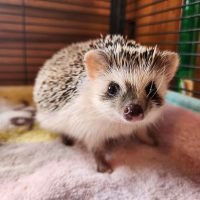 Hedgehog